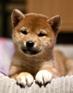 Blackroyal’s Reach For The Stars