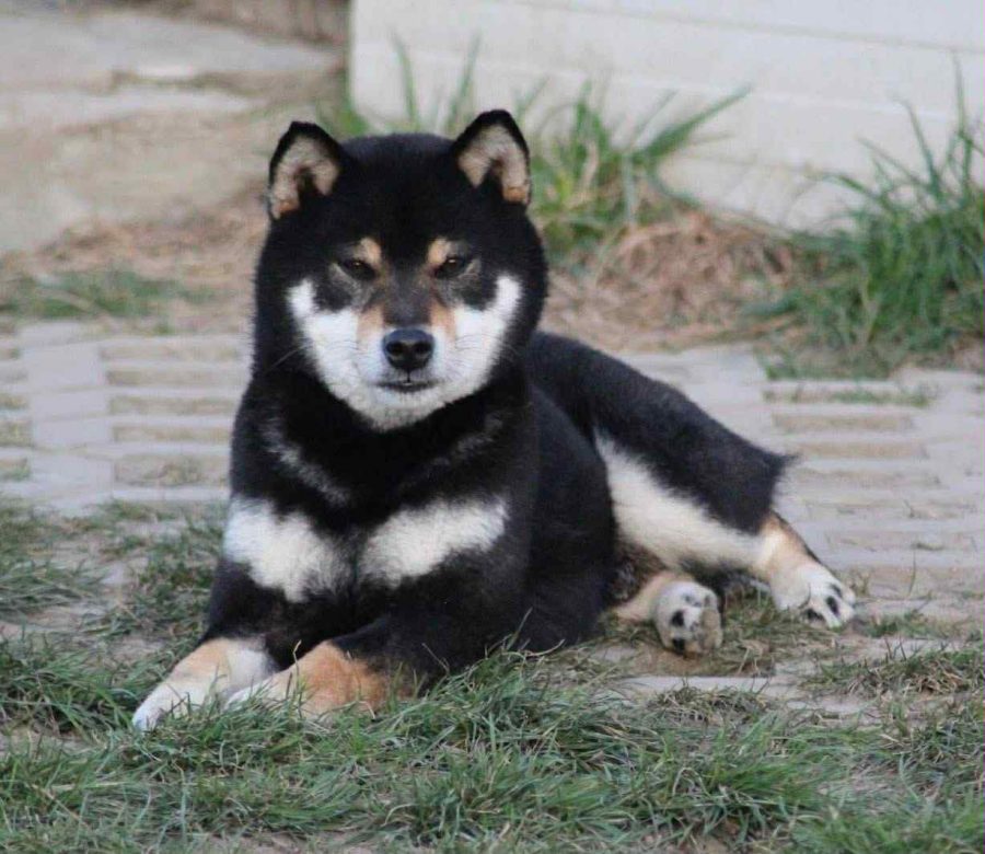 Akai Hana A'Hikeru Black Tekehiro No Lacsar