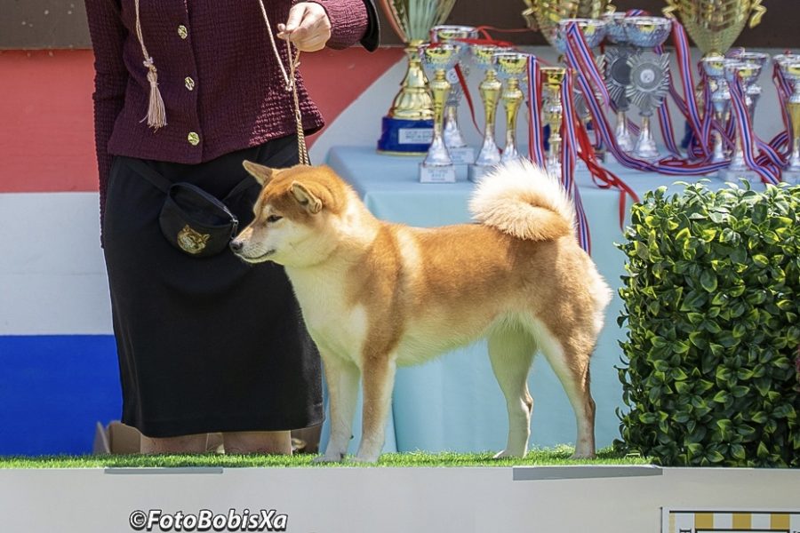 Towami Go Sakura Kensha