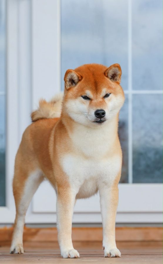 Hanagasumi Jomei