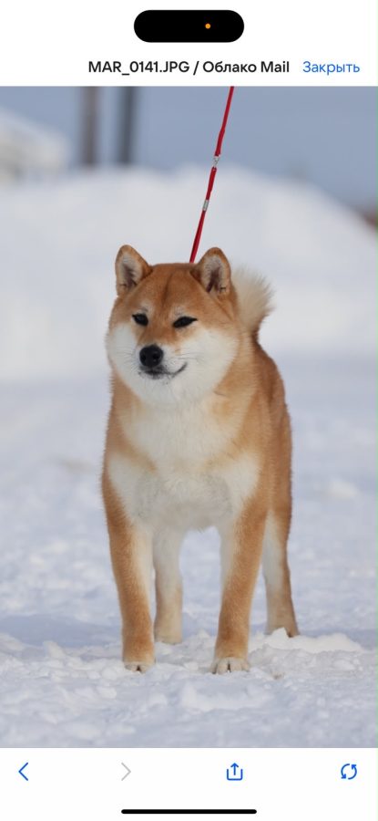 Hanagasumi Otohime Chiyo