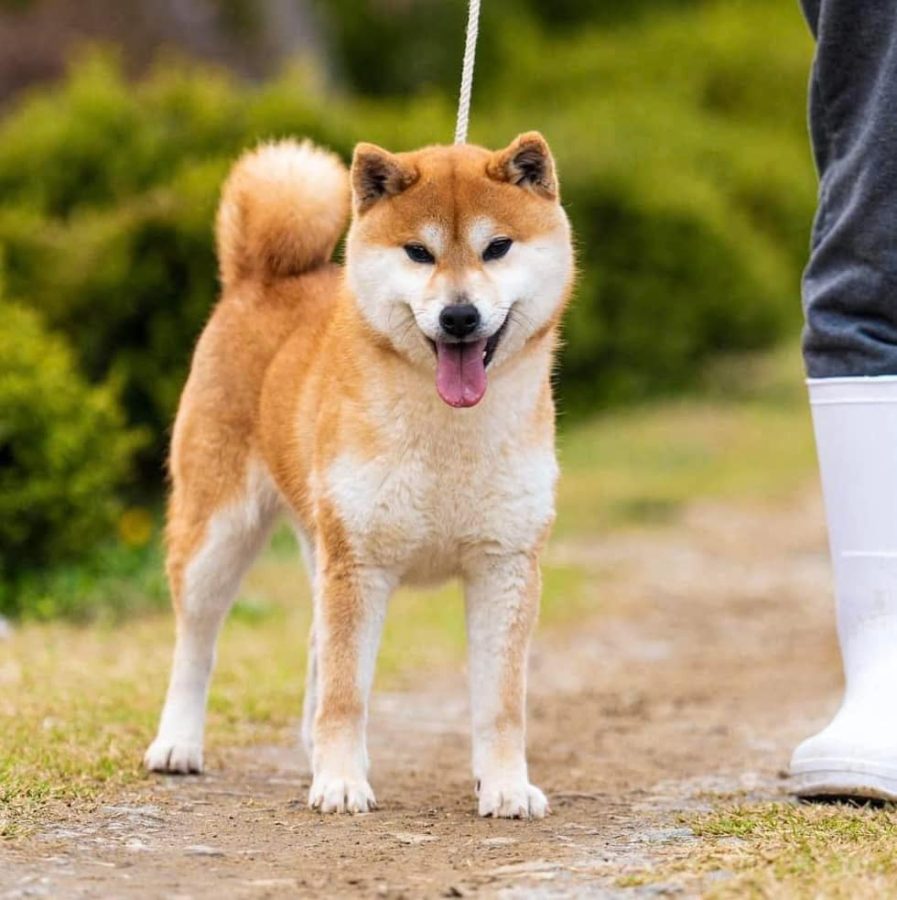 Inishie No Rei Go Bangaichisou