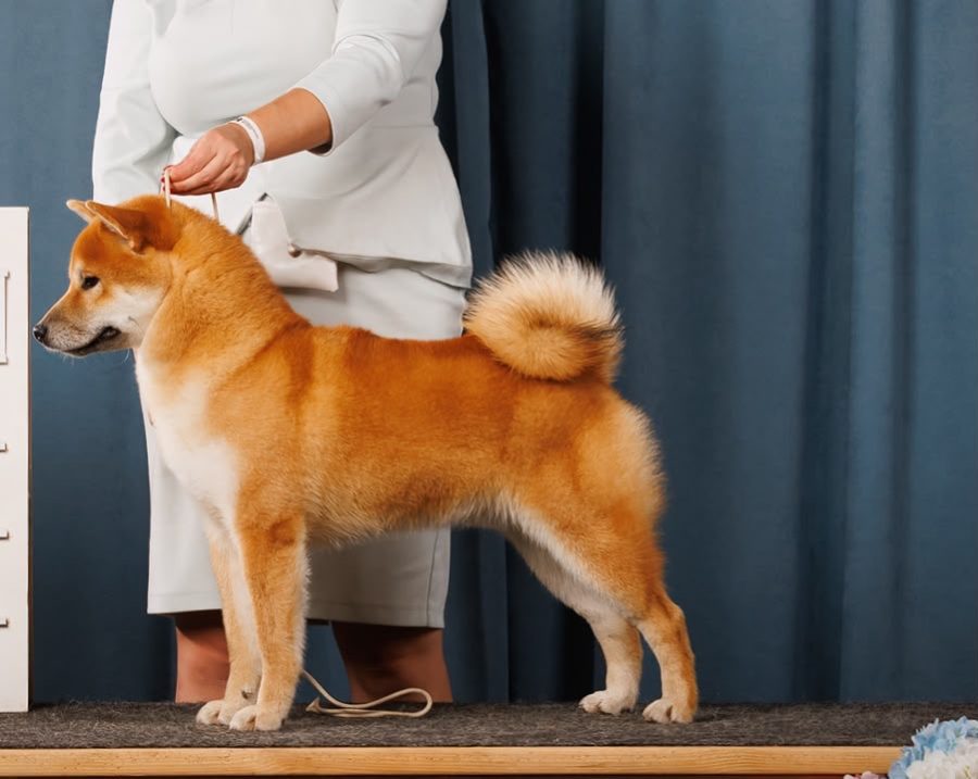 Toyokhara Shiba Benimaru