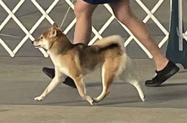 Nezuko Honovi Shiba