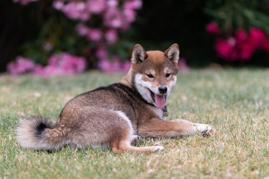 Baya Aji Go Sakura Kensha
