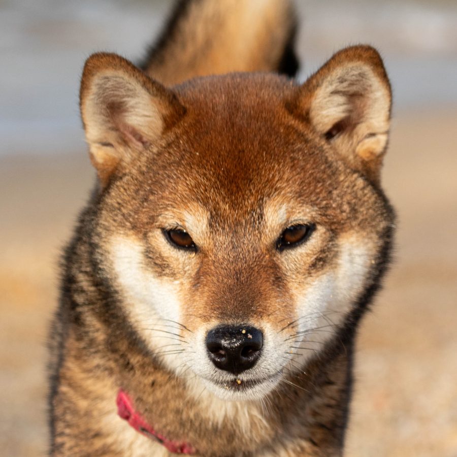 Baya Aji Go Sakura Kensha