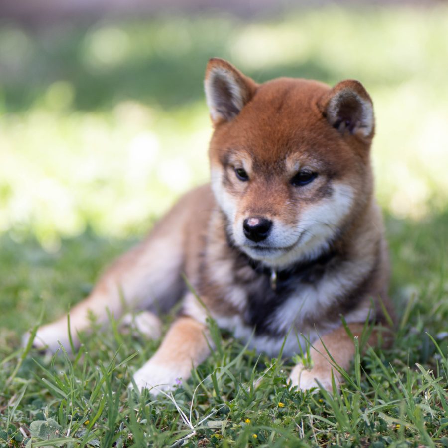 Baya Aji Go Sakura Kensha