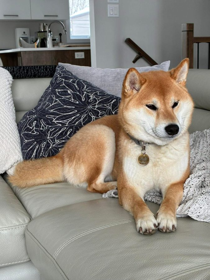 Tsuki d'Urajiro