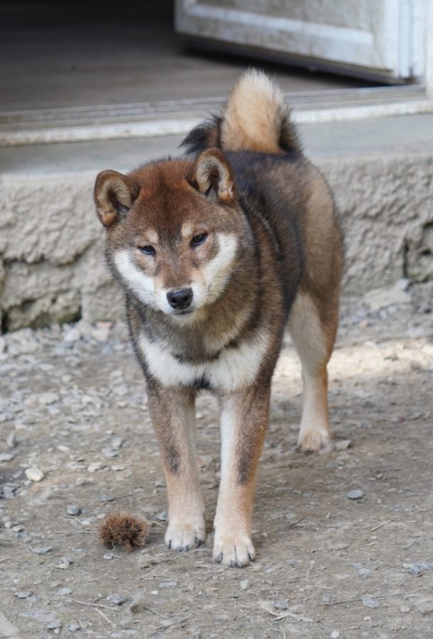 Aki go Aokigahara Jukaisou