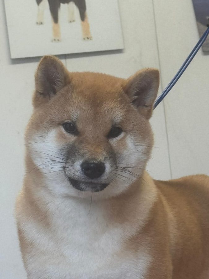 Lacsar Kitsu No Tenko Go