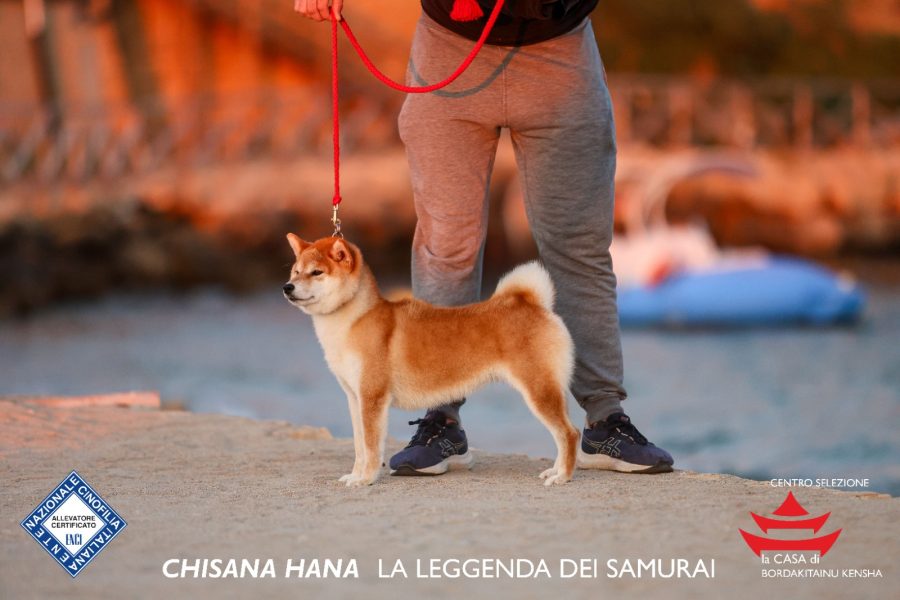 Chisana Hana La Leggenda Dei Samurai