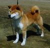 Ryuun Go Izuumesou