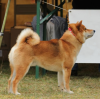 Sutamuroku Queequeg Oth