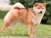 Gina Of Sunrise Inu