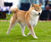Nobori No Tokime Go Sapporo Kagasou
