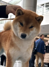 Amaki No Yoshitoki Go Kurashiki Nishisou