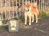 Sanryuu Go Houfu Ooshima Kensha