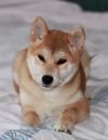 Hotaru Akeno Kennel