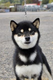 Unmei no Satoru Go Inari Kitsuken