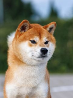Jukomaru Go Kosiwa Jp
