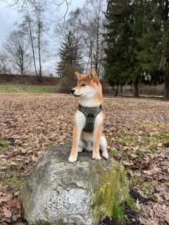Daiki vom hundecampus