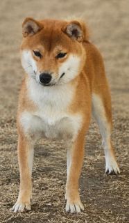 Daiya vom hundecampus