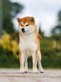 Koko Go Kosiwa Jp