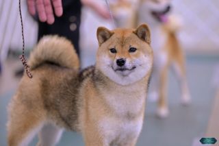 Nezuko Honovi Shiba