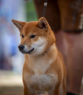 Eiji vom hundecampus