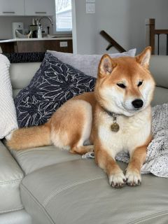 Tsuki d'Urajiro